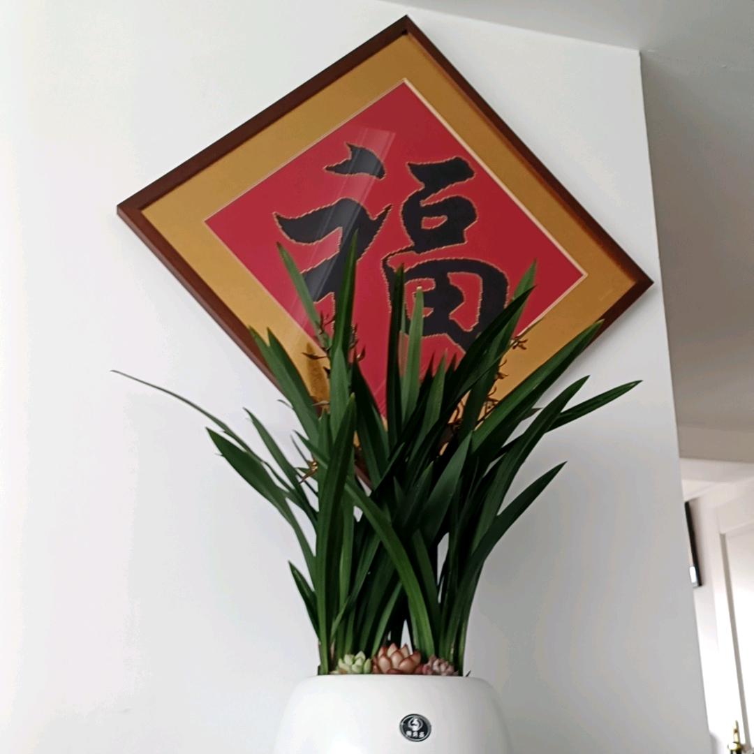 田豆豆