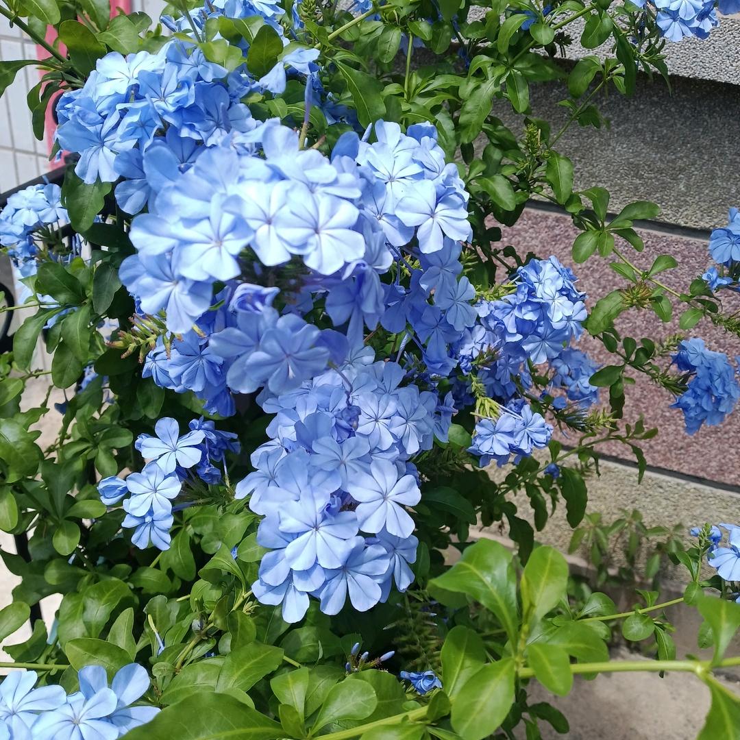 无花果