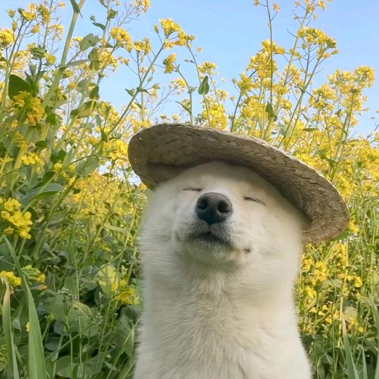 鸭脖