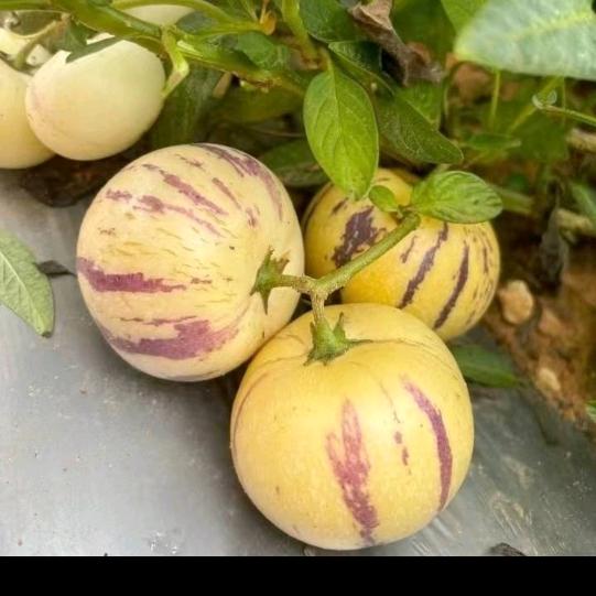 红塔区山咔拉果蔬店