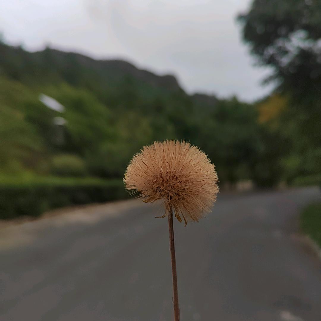 梦梦家