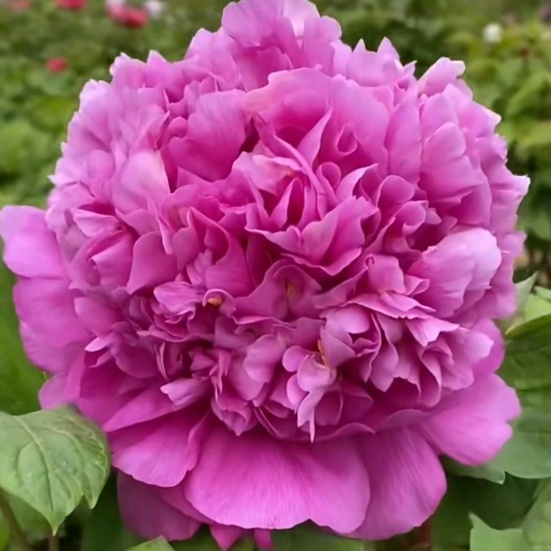 菏泽卓越牡丹苗木