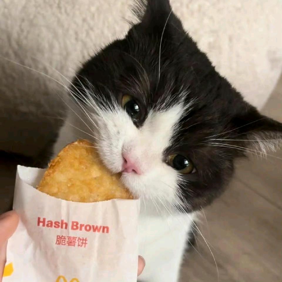 一天就知道吃🍽️