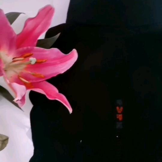 白鸽吖