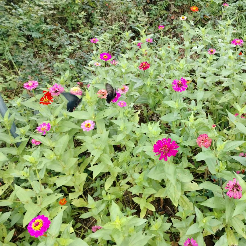 云飘❁ฺ•㉨ฺ•❁