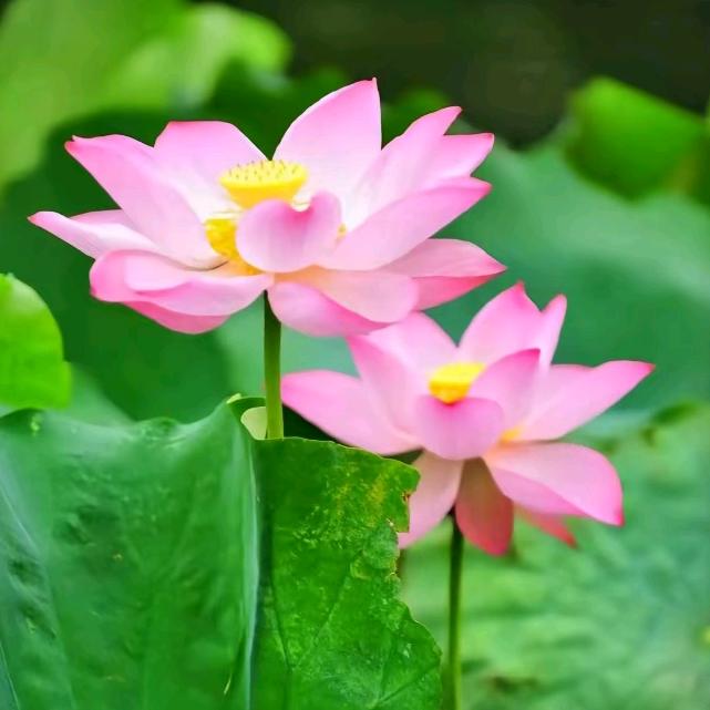 好运莲莲🍀
