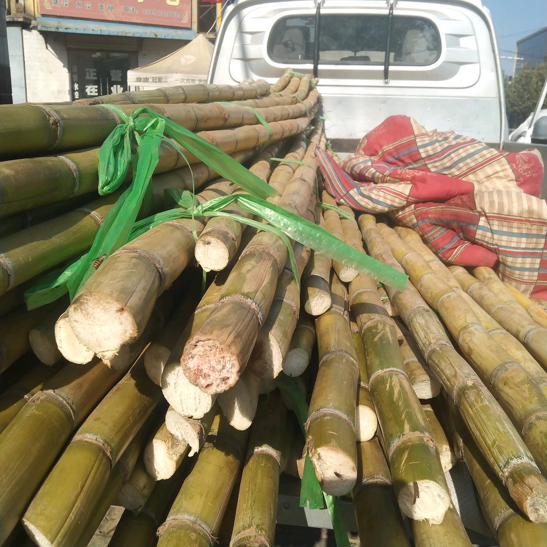 尧禾甘蔗王子（盼盼）