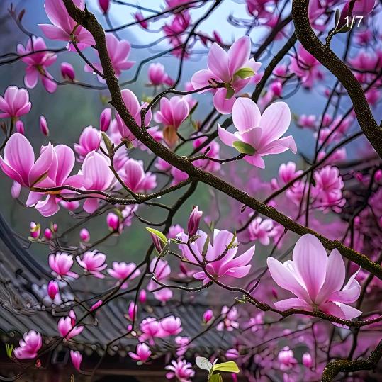 💖☀️木心雅☀️