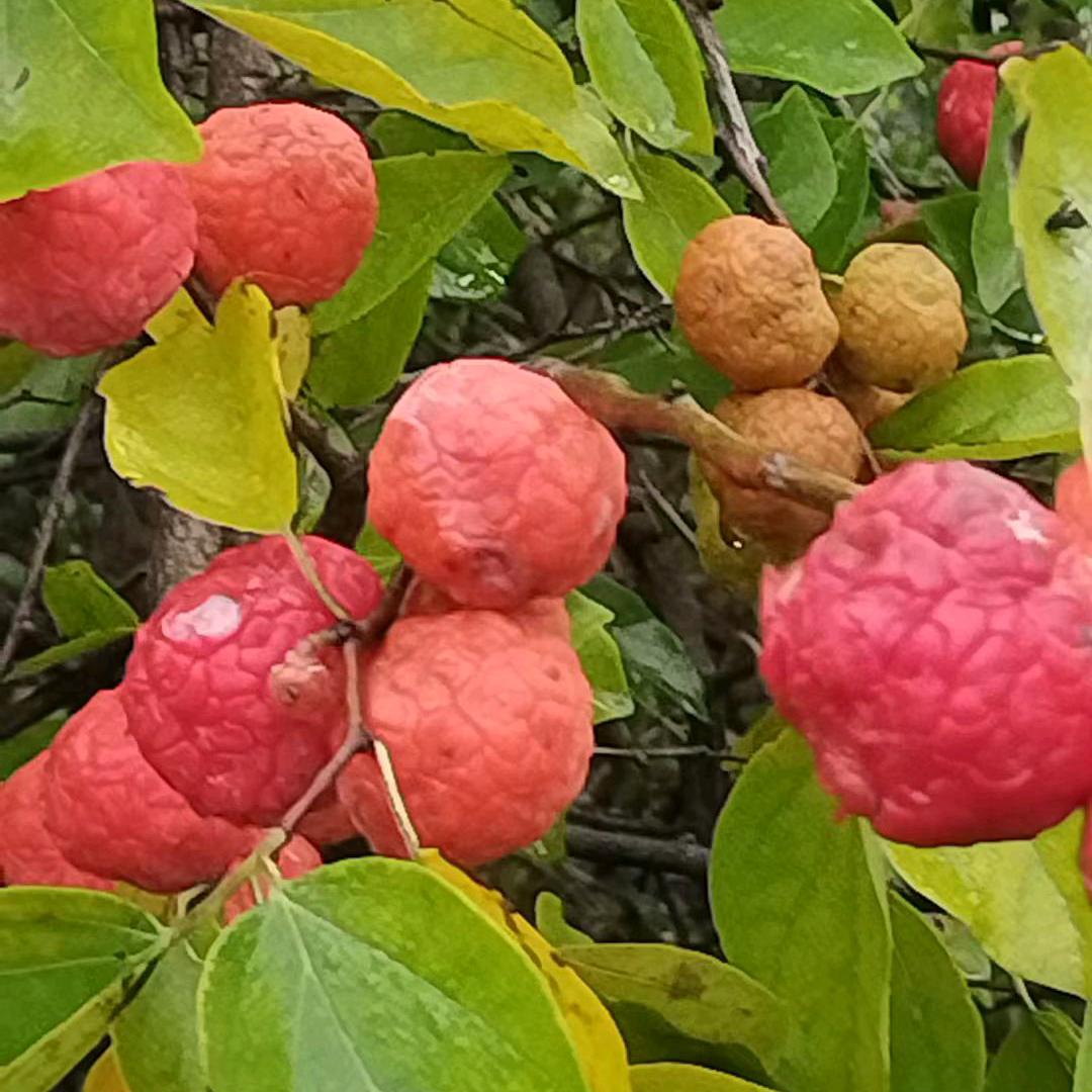 沉默是福