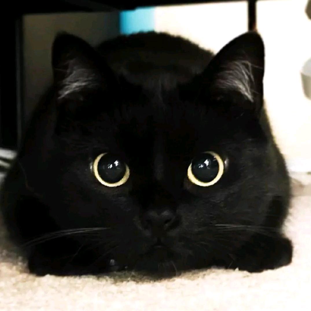 映山红遍山满山