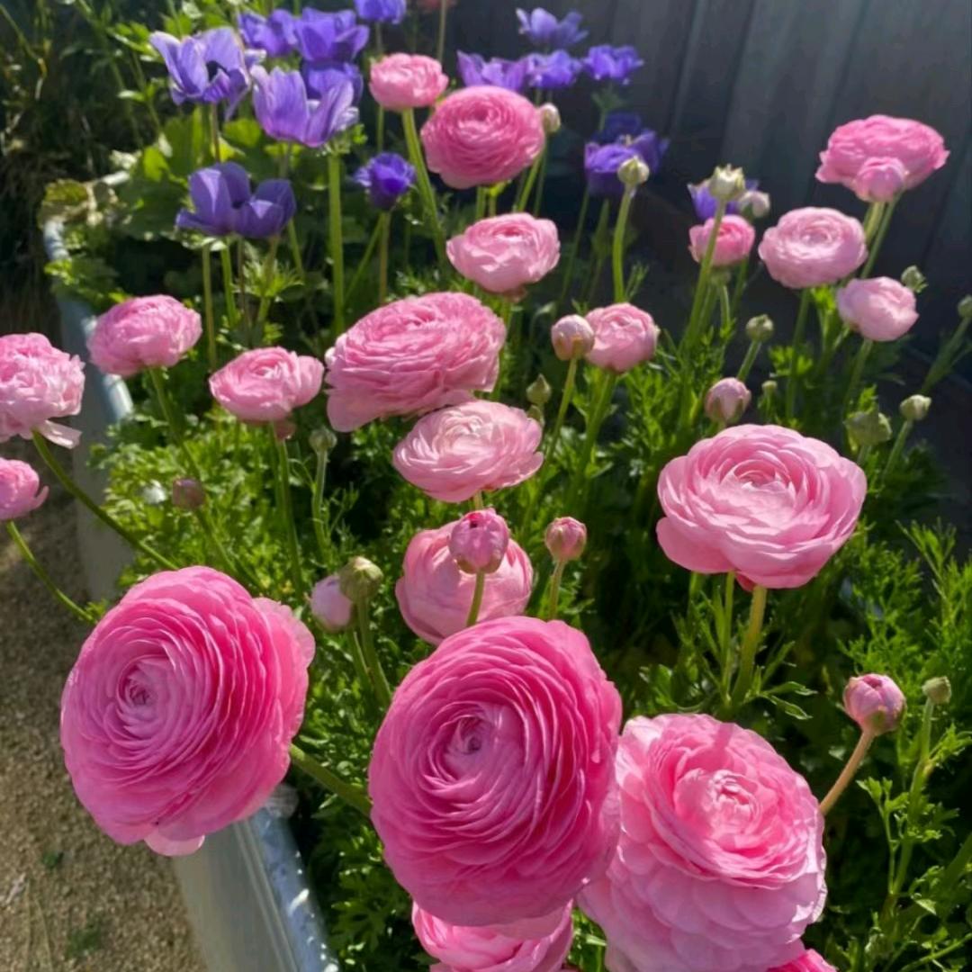 প꯭᨞兜兜🌾有米ོ࿐