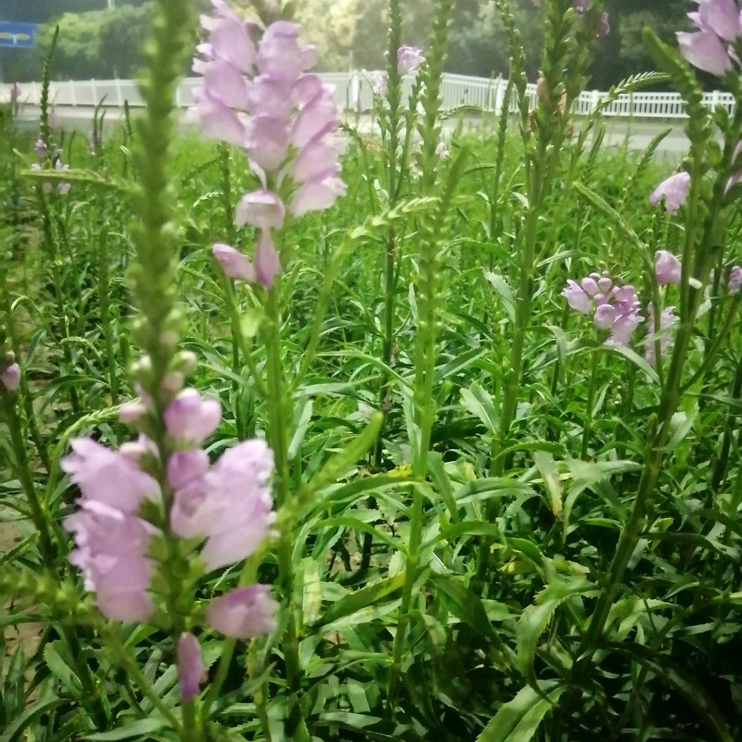 风一样的我