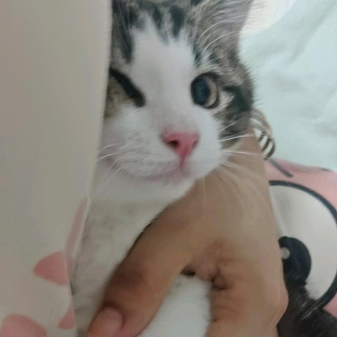 蘸点软梅酱~
