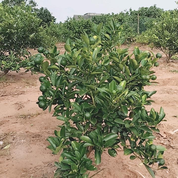 石榴农户乐，幸福快乐多！