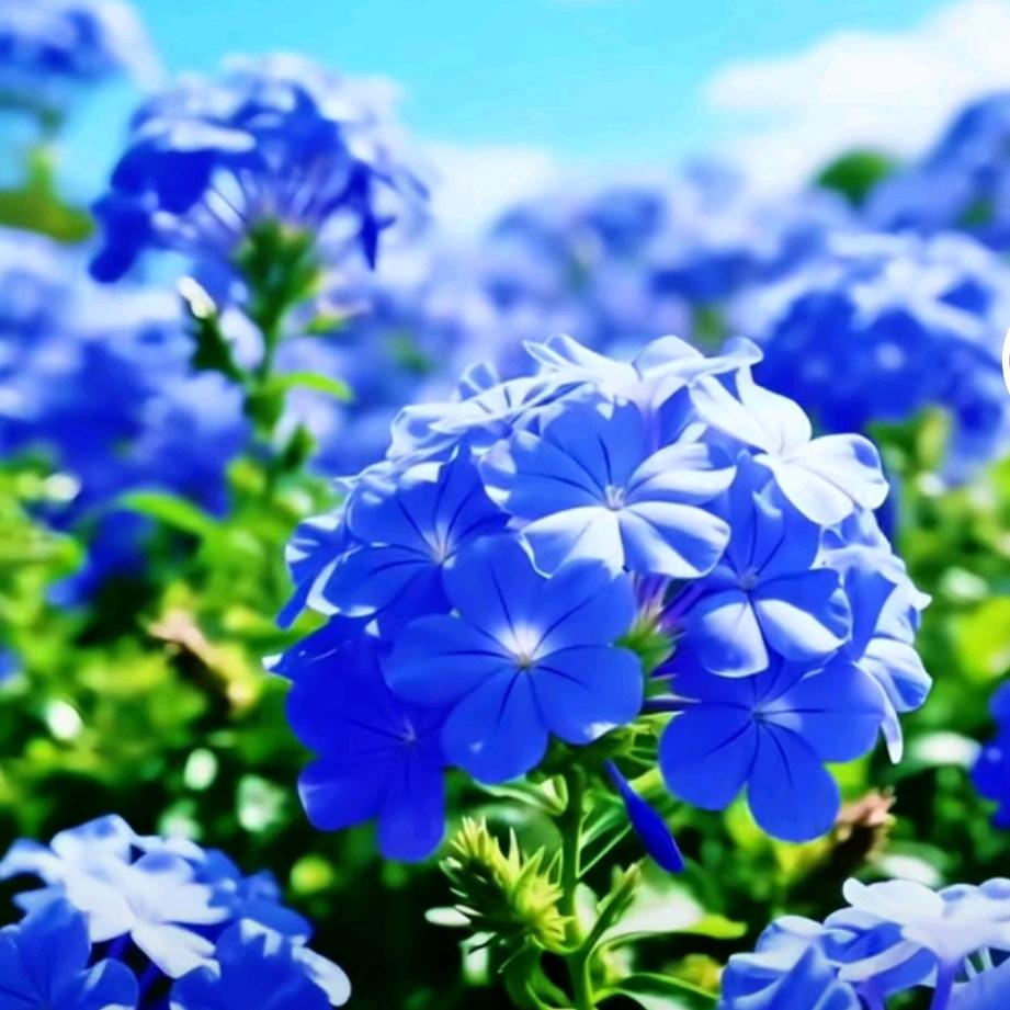 天都四部，《康美》