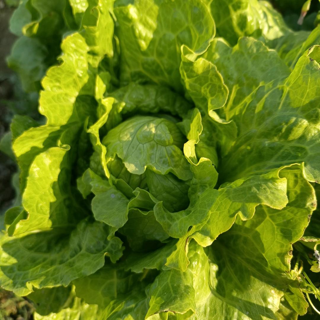 🌴黄馨漫🌱🌟