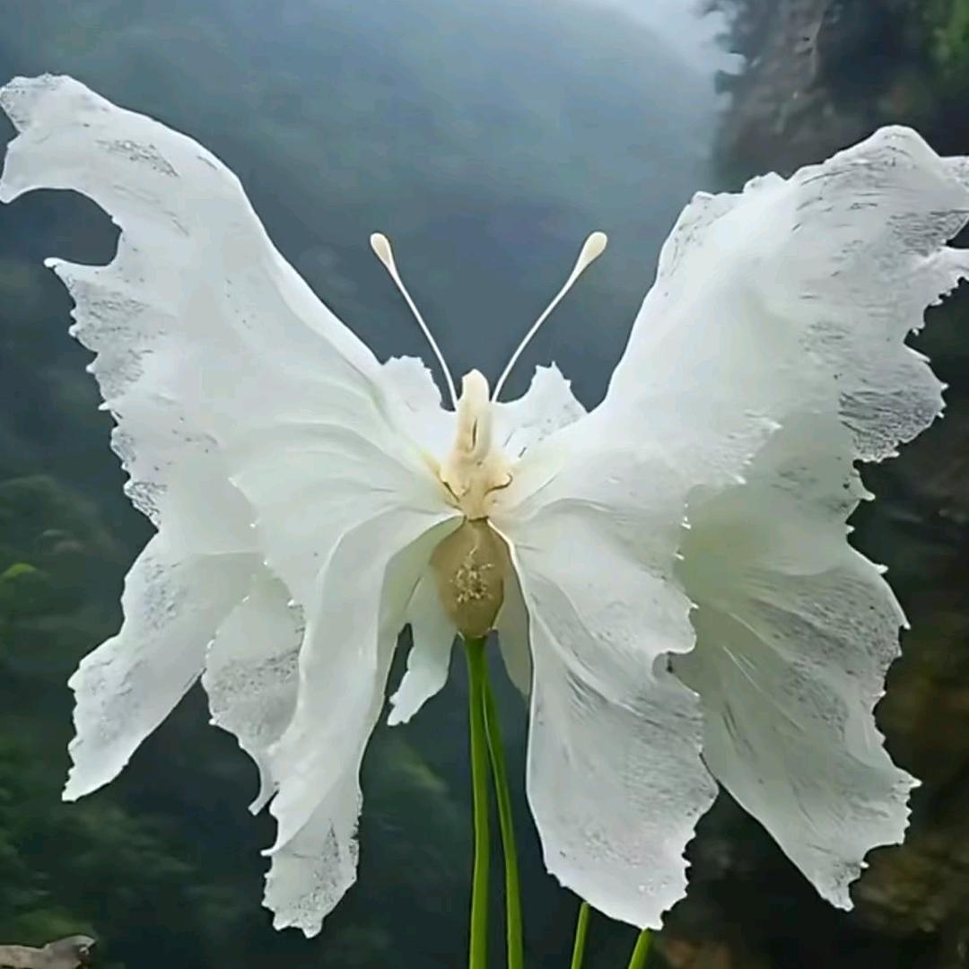 ໑ຼₒ₂₃ღ᭄傻丫头🕊꧔ꦿ᭄💞