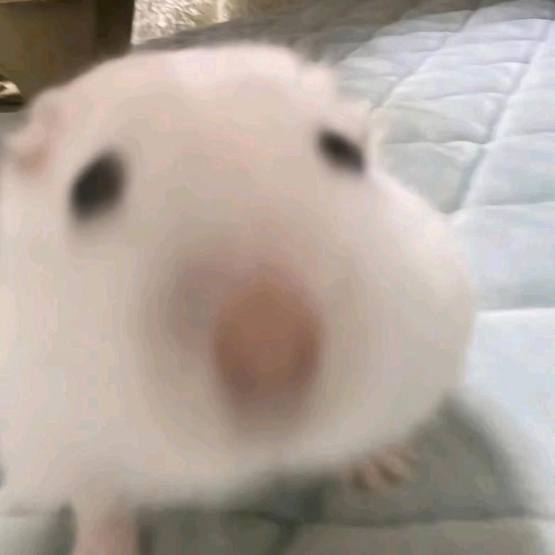 『两碗麻辣抄手』