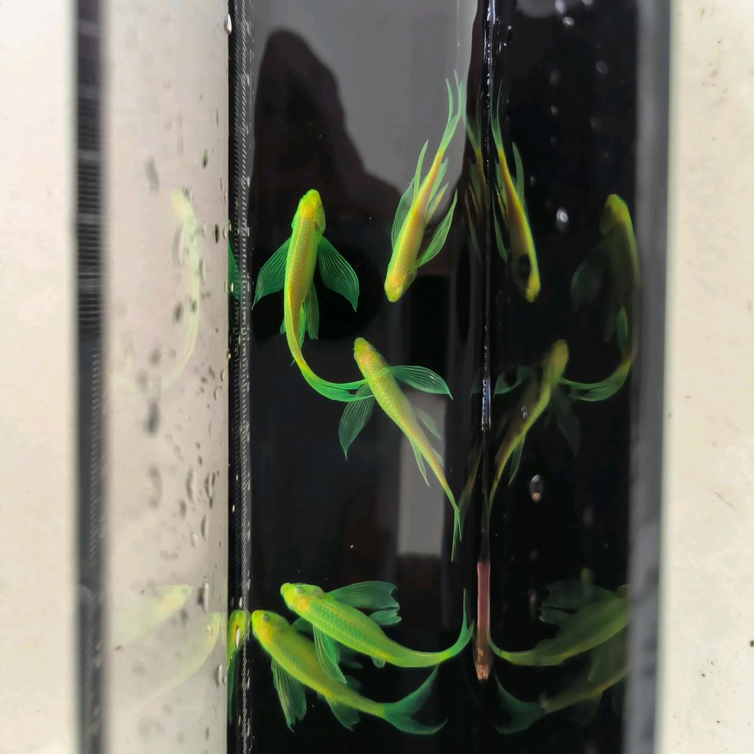 张鱼乐（蝶翼斑马）