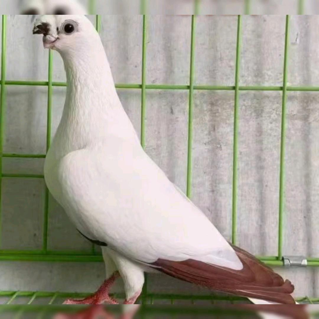 新疆鸽子