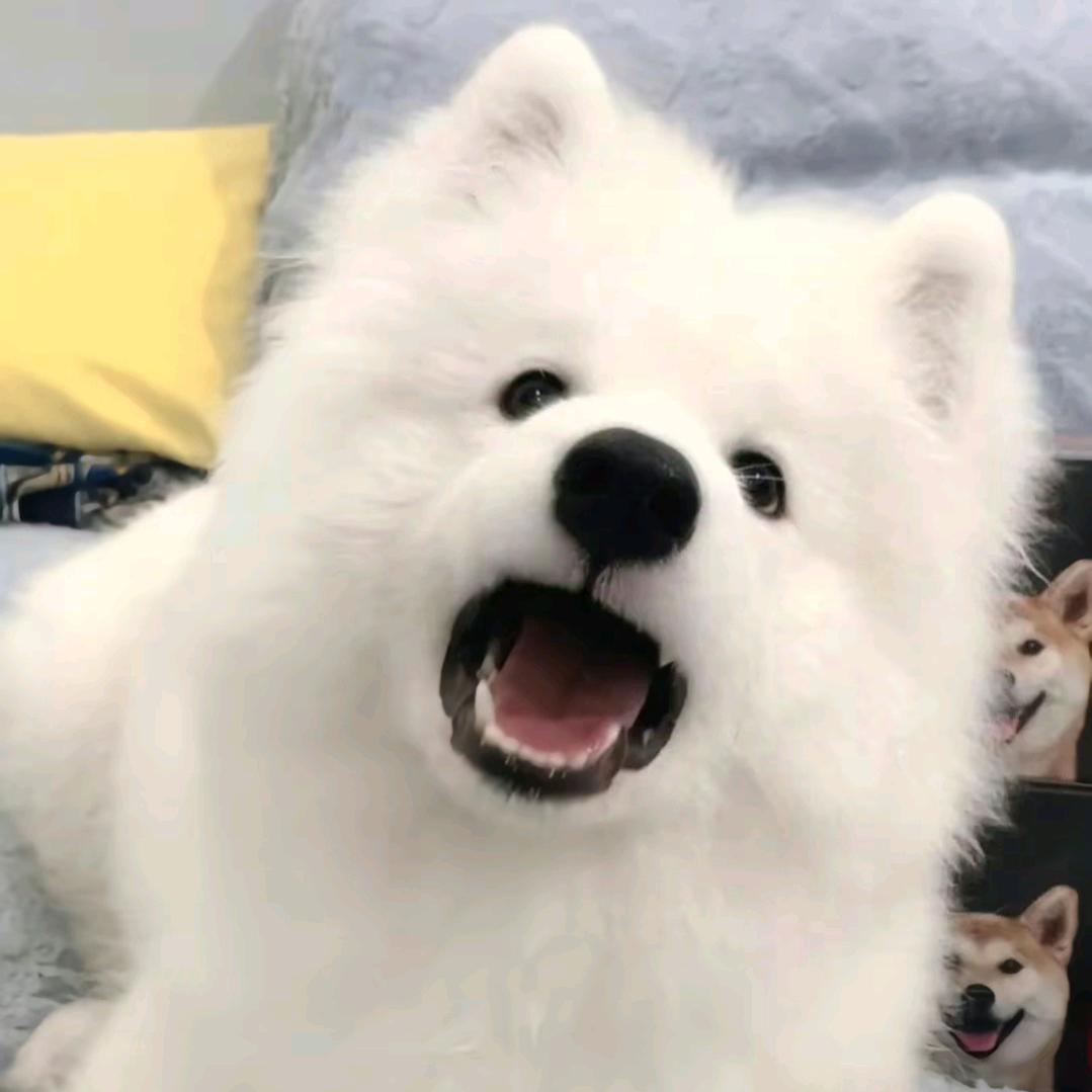 松 松