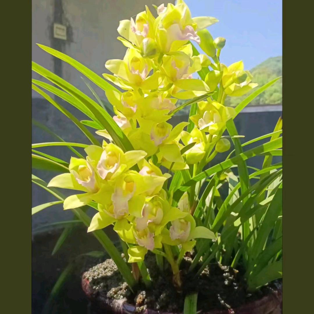 （合平）