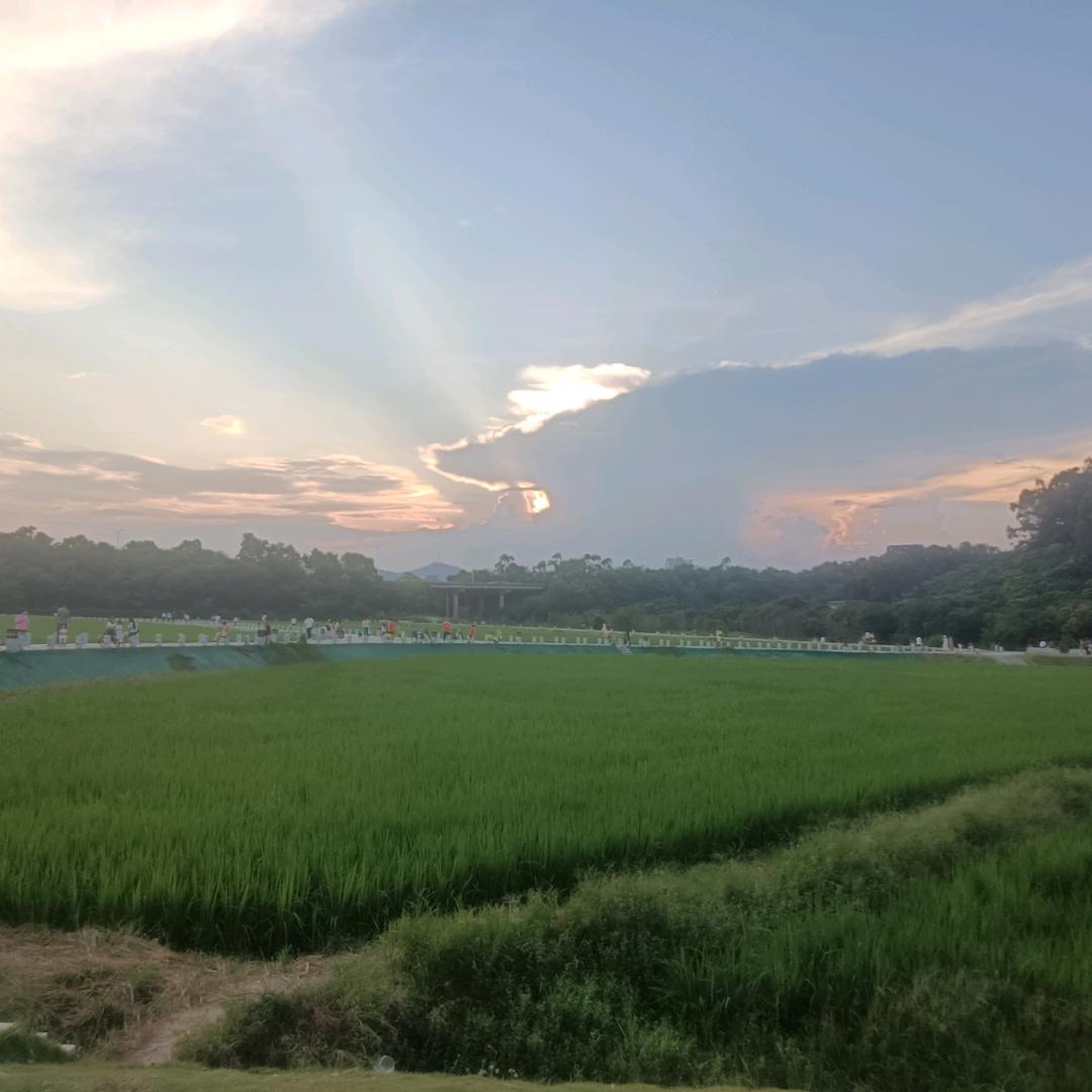 田地里稻草人