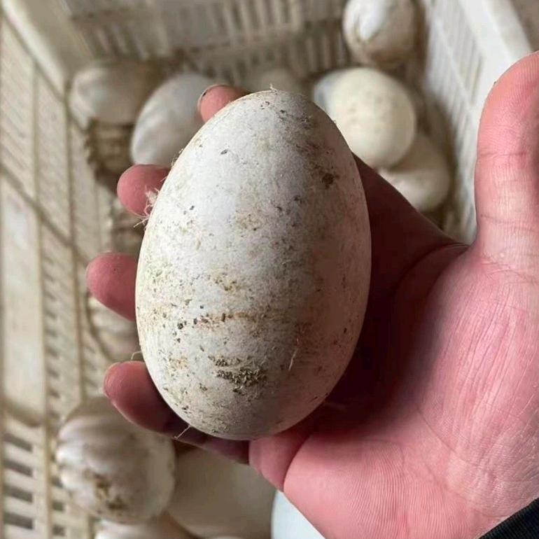 好大个蛋