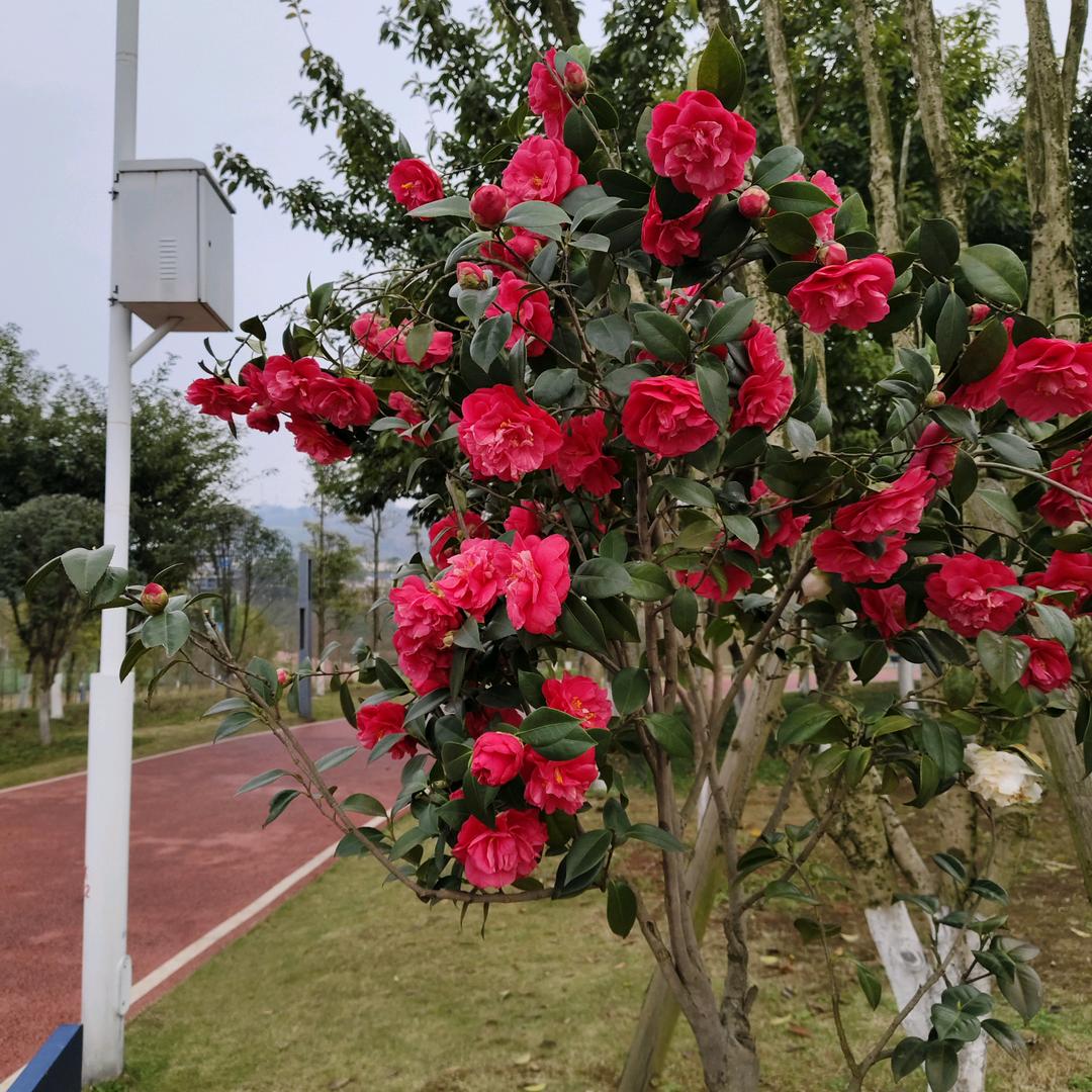 心想事成