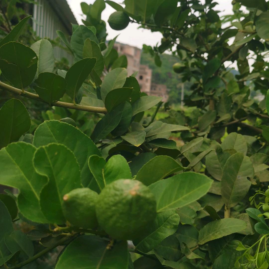 玉林果树苗木场