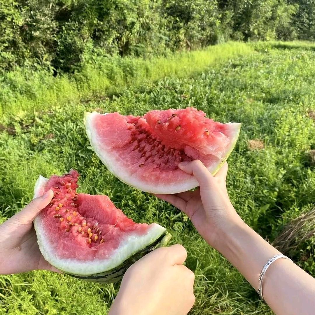 招摇松青