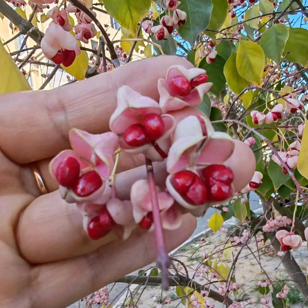 夏婵鈴兒🇨🇳