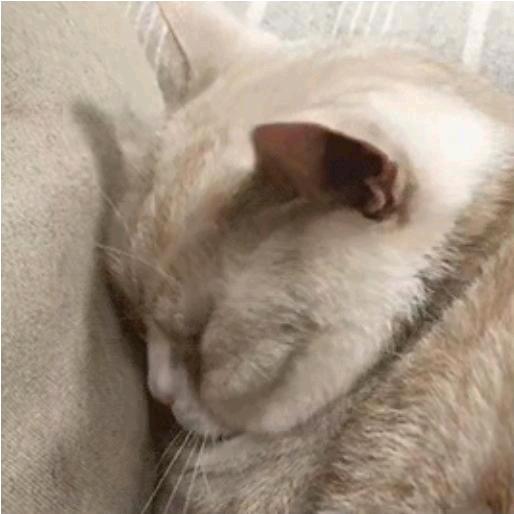 查  无  此  猫