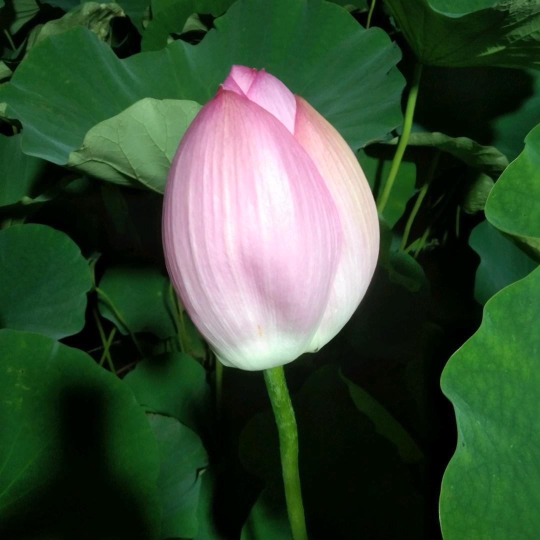爱随心来