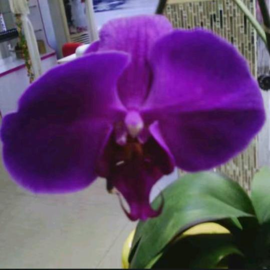 冰冻伊悦美康庞YS