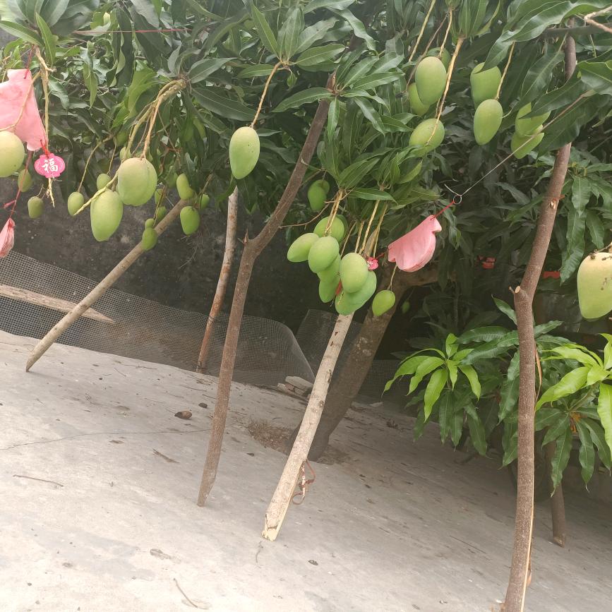 你不用管，雨女无瓜