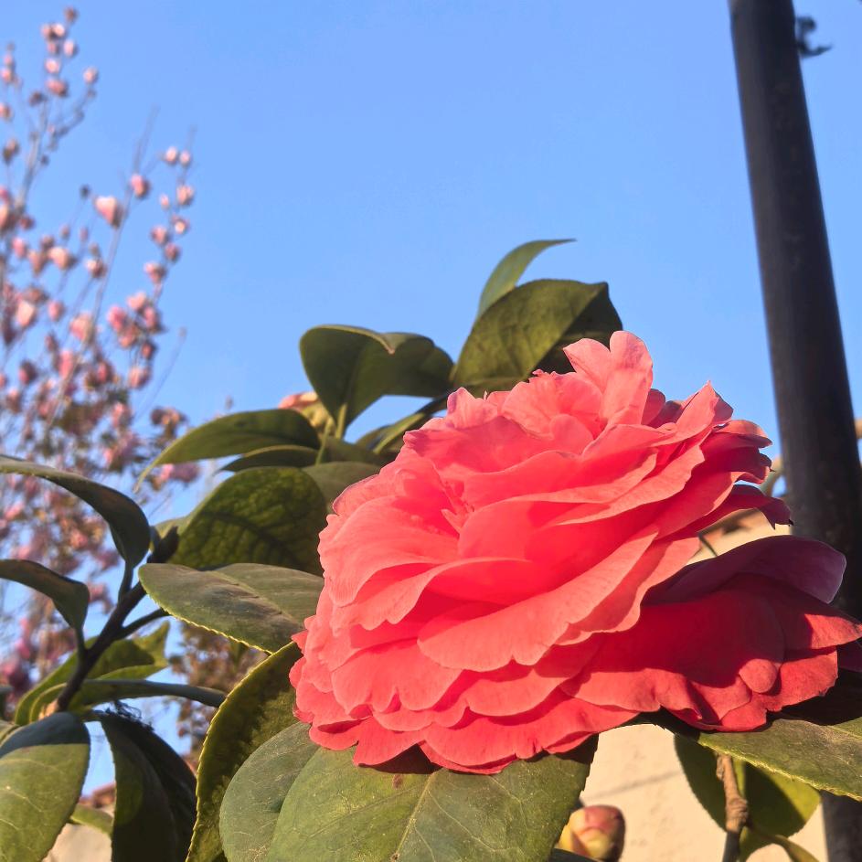 一直旺