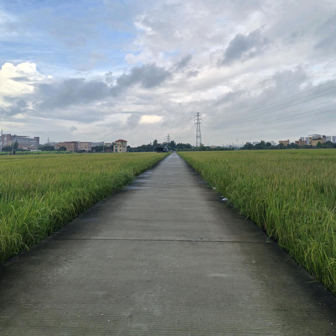 南沙大道