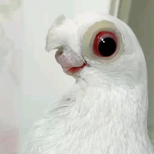 疆系短嘴  鸽王