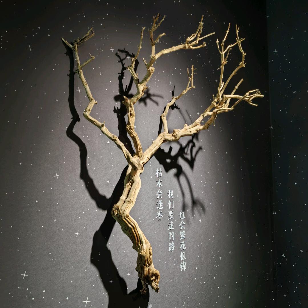 苏哥说什么好呢