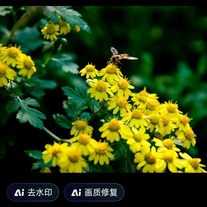 山菊花