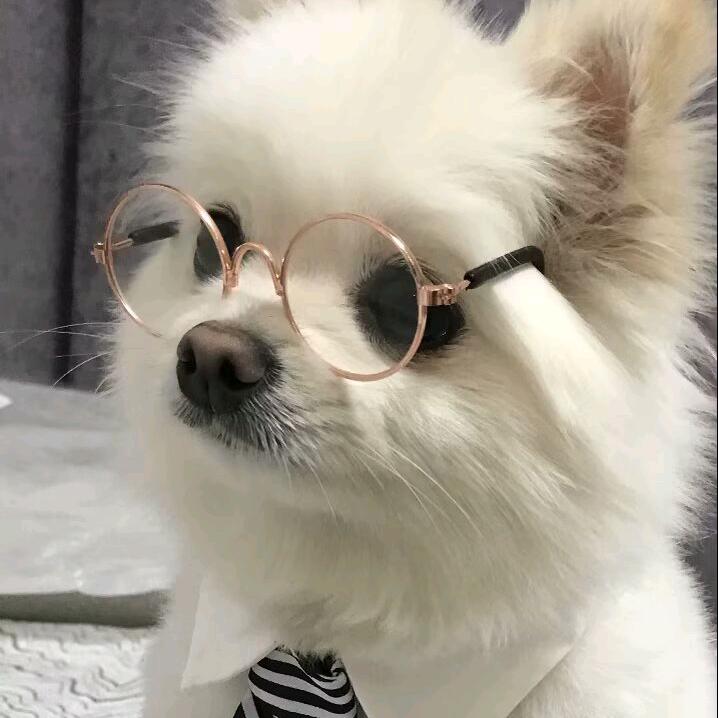 小狗美美