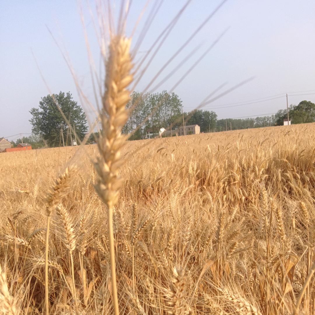 淮安区农村记录员