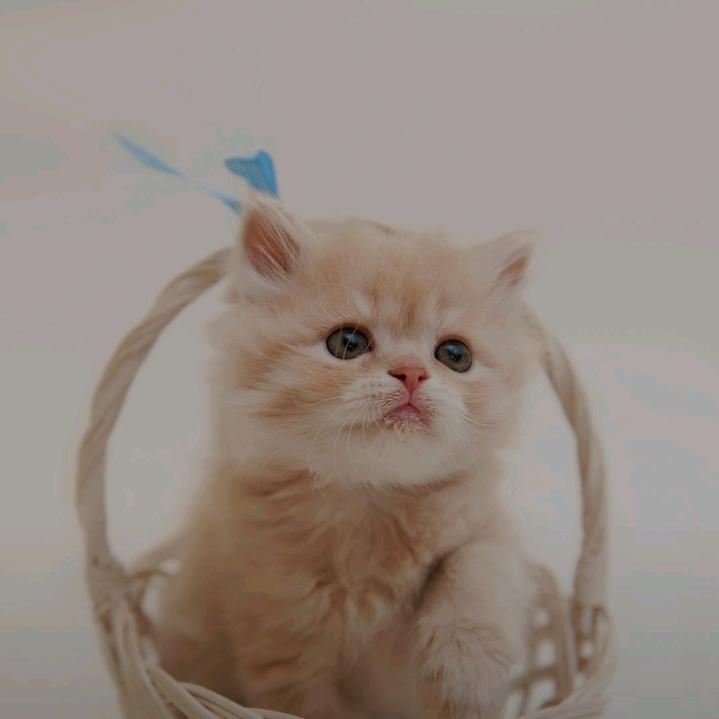 妞妞