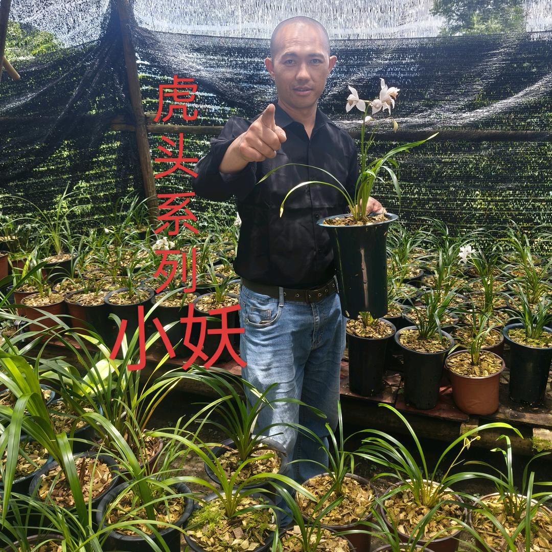 虎头系列 小妖
