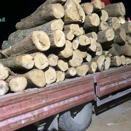 专业收购各种树木