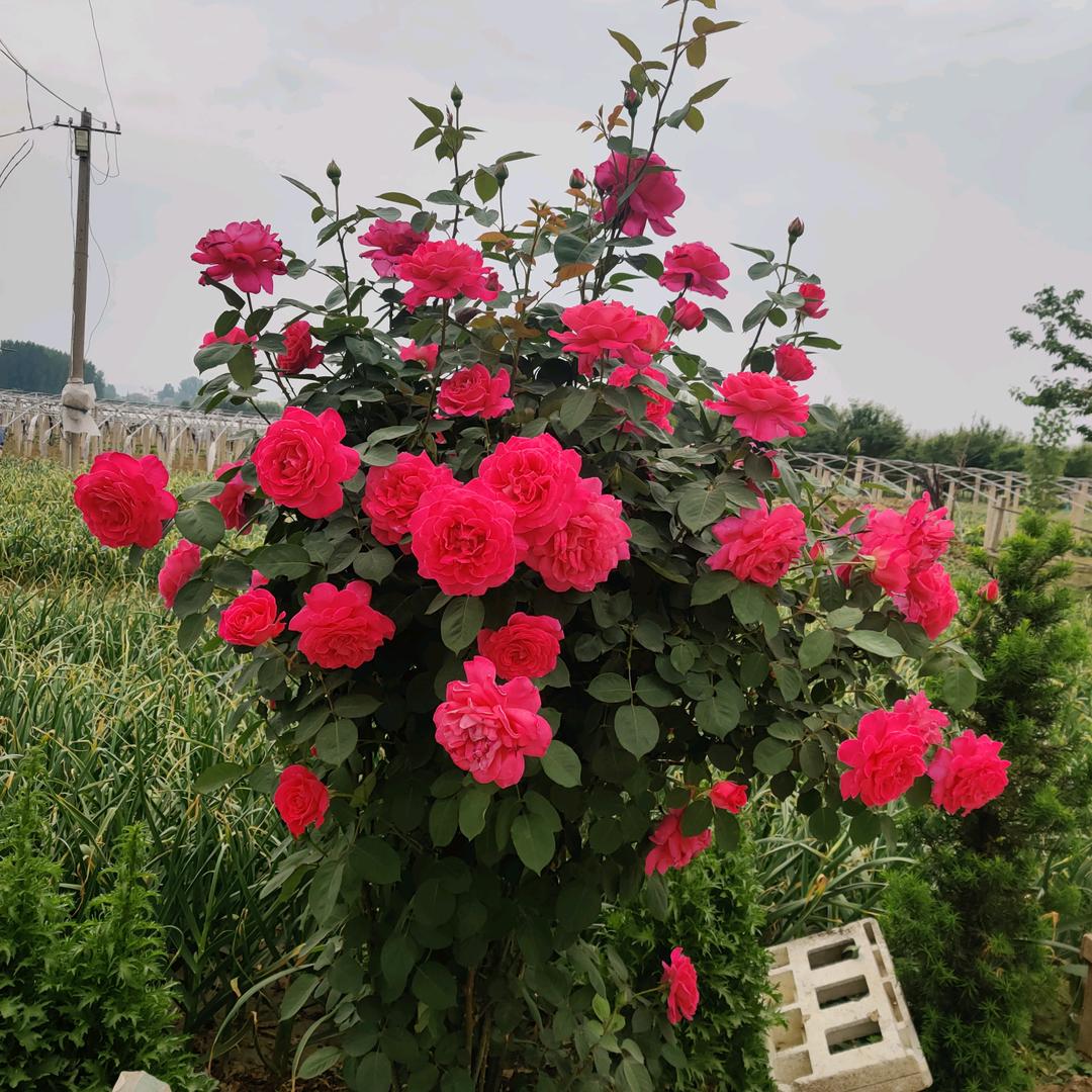悠悠奶奶