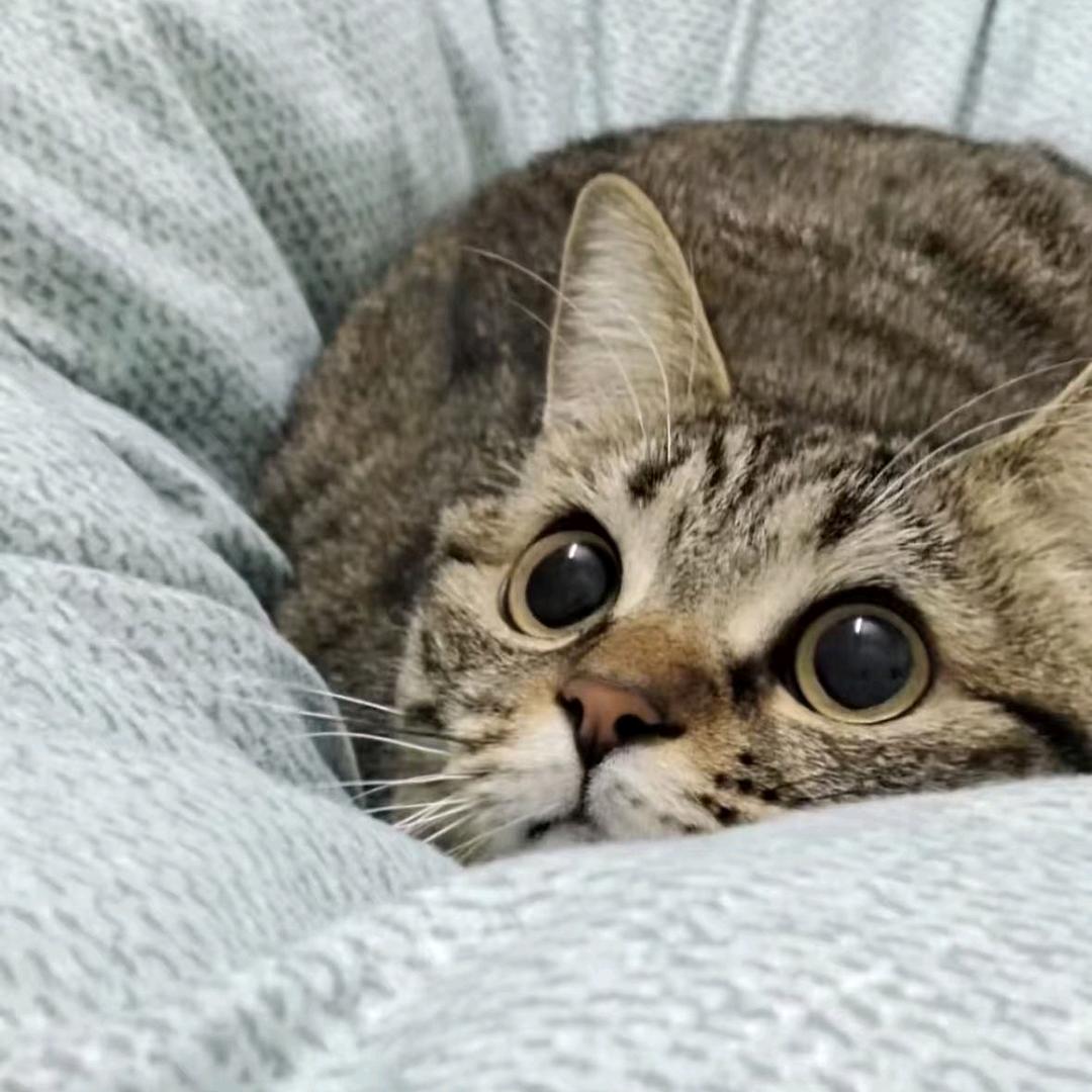 奇怪姜饼人