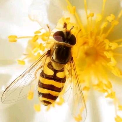 一繁蜂顺🐝