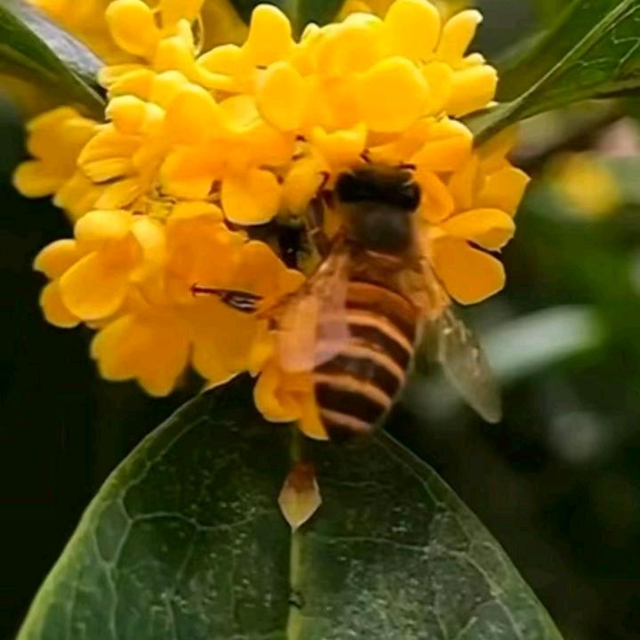 鹗乡小明